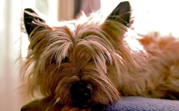 This is not my dog, but this picture was as a great test subject.